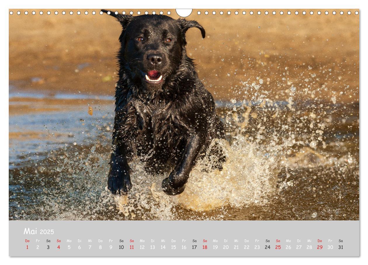 Bild: 9783435532025 | Liebenswerter Labrador 2025 (Wandkalender 2025 DIN A3 quer),...