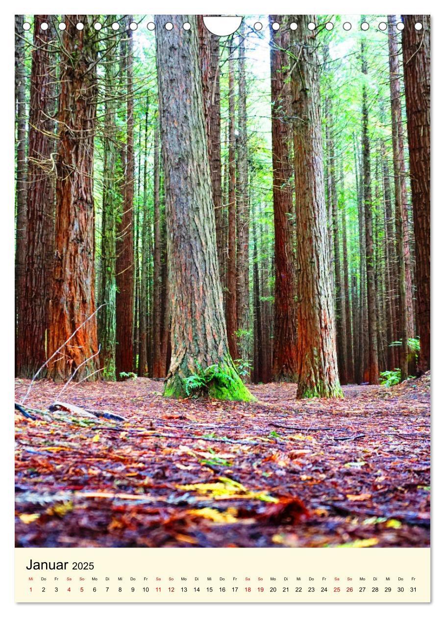 Bild: 9783435979240 | Redwoods - Faszination Mammutbäume (Wandkalender 2025 DIN A4 hoch),...