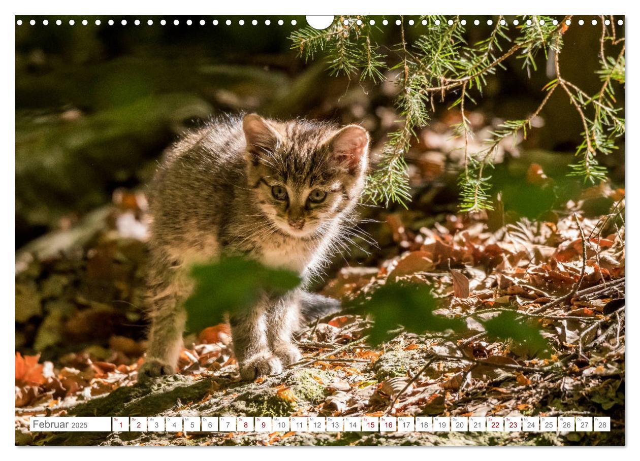 Bild: 9783435231089 | Wildkatzenbabys - wild und zuckersüß. (Wandkalender 2025 DIN A3...