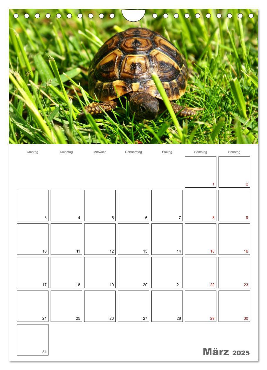 Bild: 9783457004876 | Langsame Schildkröten (Wandkalender 2025 DIN A4 hoch), CALVENDO...