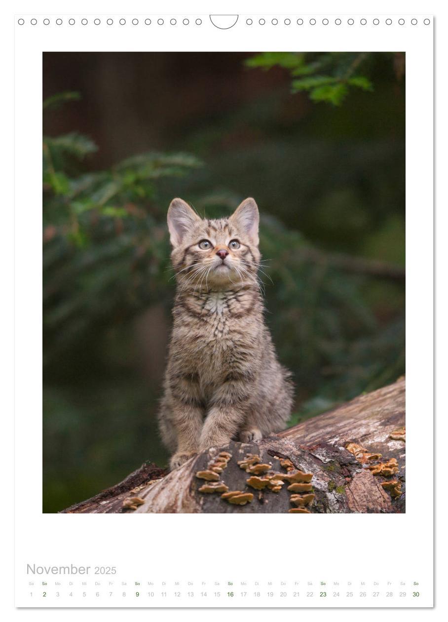 Bild: 9783435954179 | Wildkatzen - Kleine Samtpfoten des Waldes (Wandkalender 2025 DIN A3...