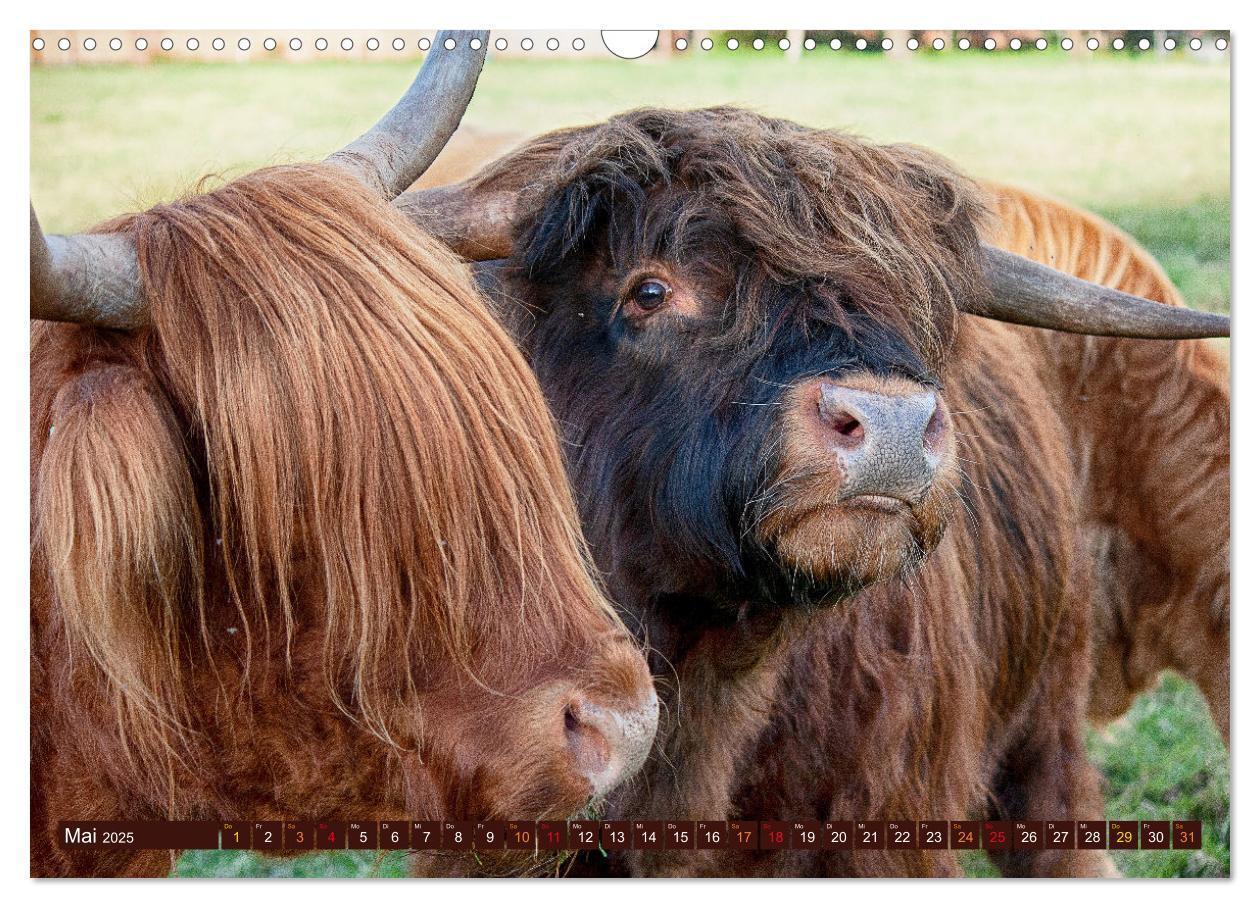 Bild: 9783435100903 | Geliebte Highlander (Wandkalender 2025 DIN A3 quer), CALVENDO...