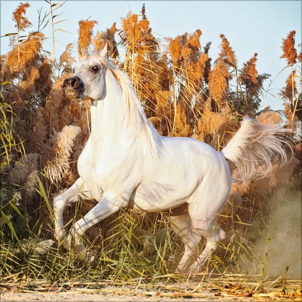 Bild: 9783731876380 | Horses 2025 | Verlag Korsch | Kalender | 13 S. | Deutsch | 2025