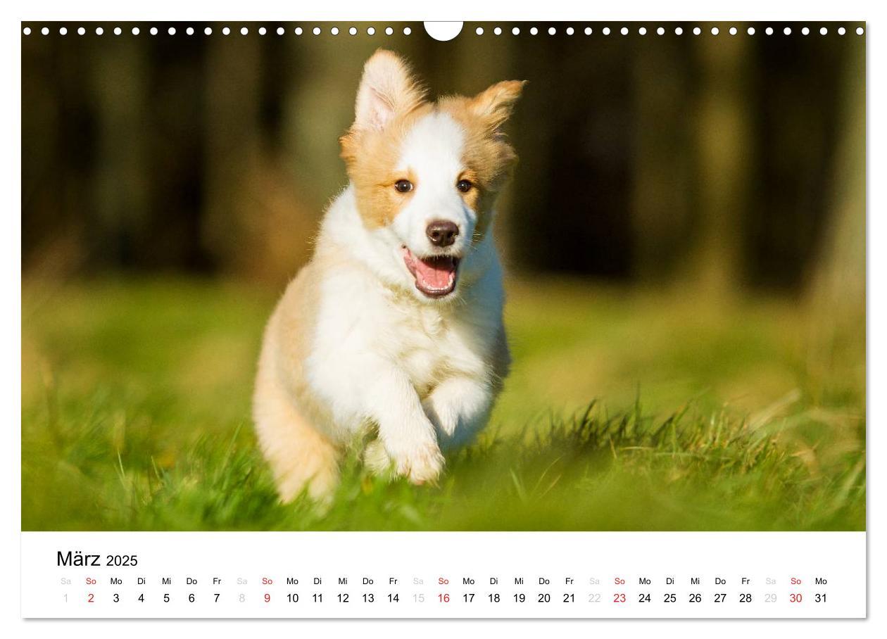 Bild: 9783435577750 | Border Collies 2025 (Wandkalender 2025 DIN A3 quer), CALVENDO...