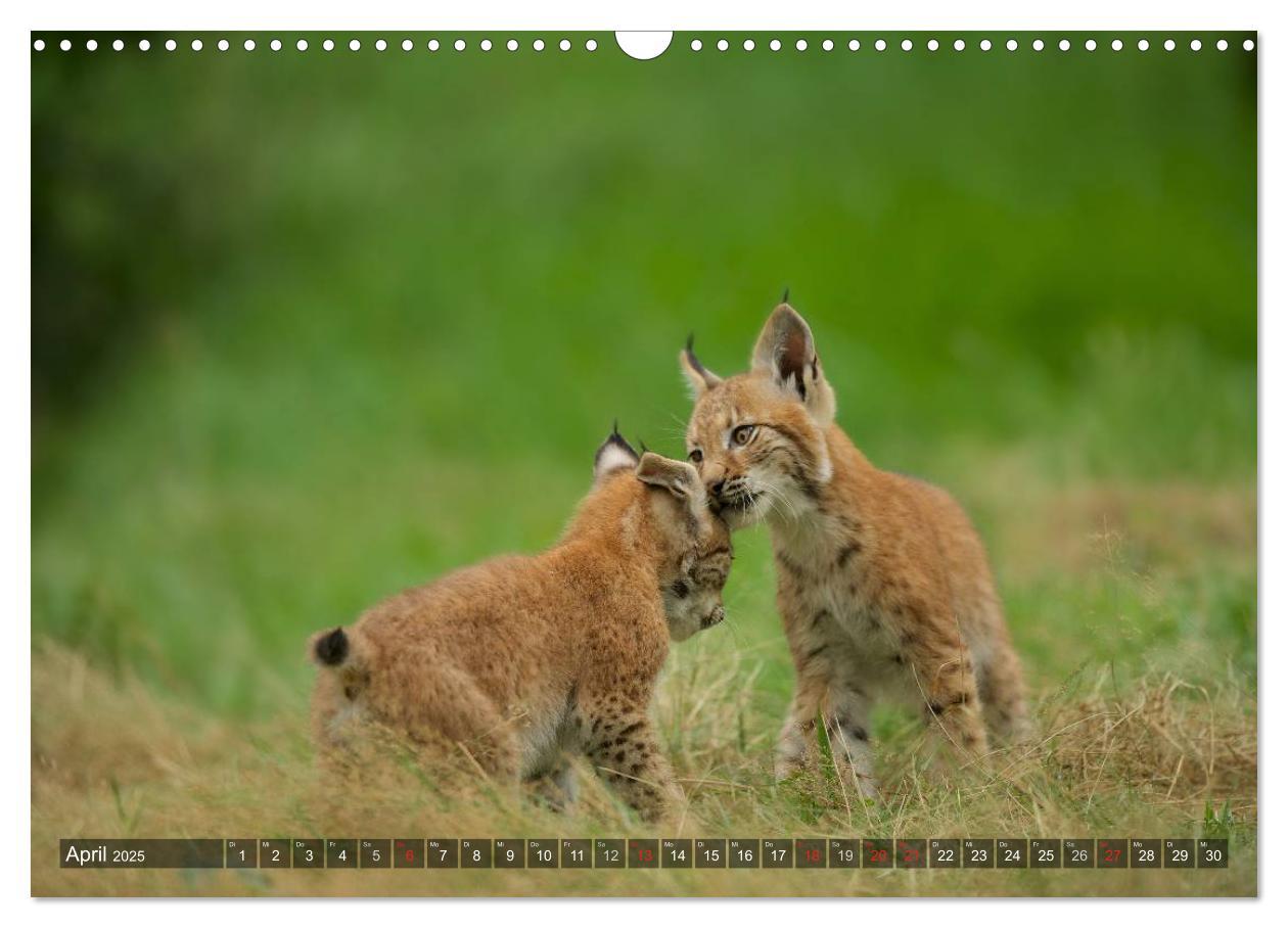 Bild: 9783435689576 | Der Luchs - Dem Pinselohr auf der Spur (Wandkalender 2025 DIN A3...