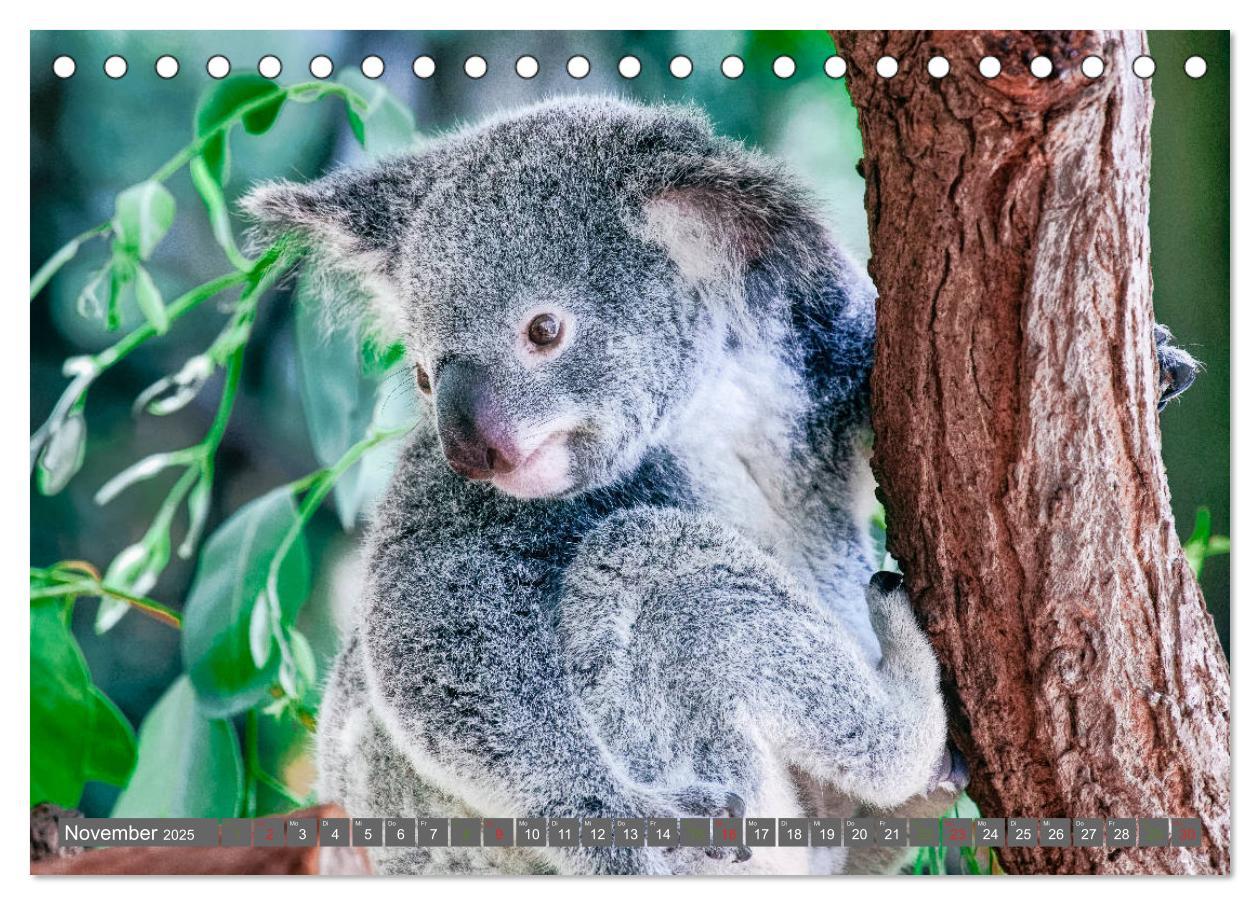 Bild: 9783435159741 | Koalas - Kuscheliges Symbol Australiens (Tischkalender 2025 DIN A5...