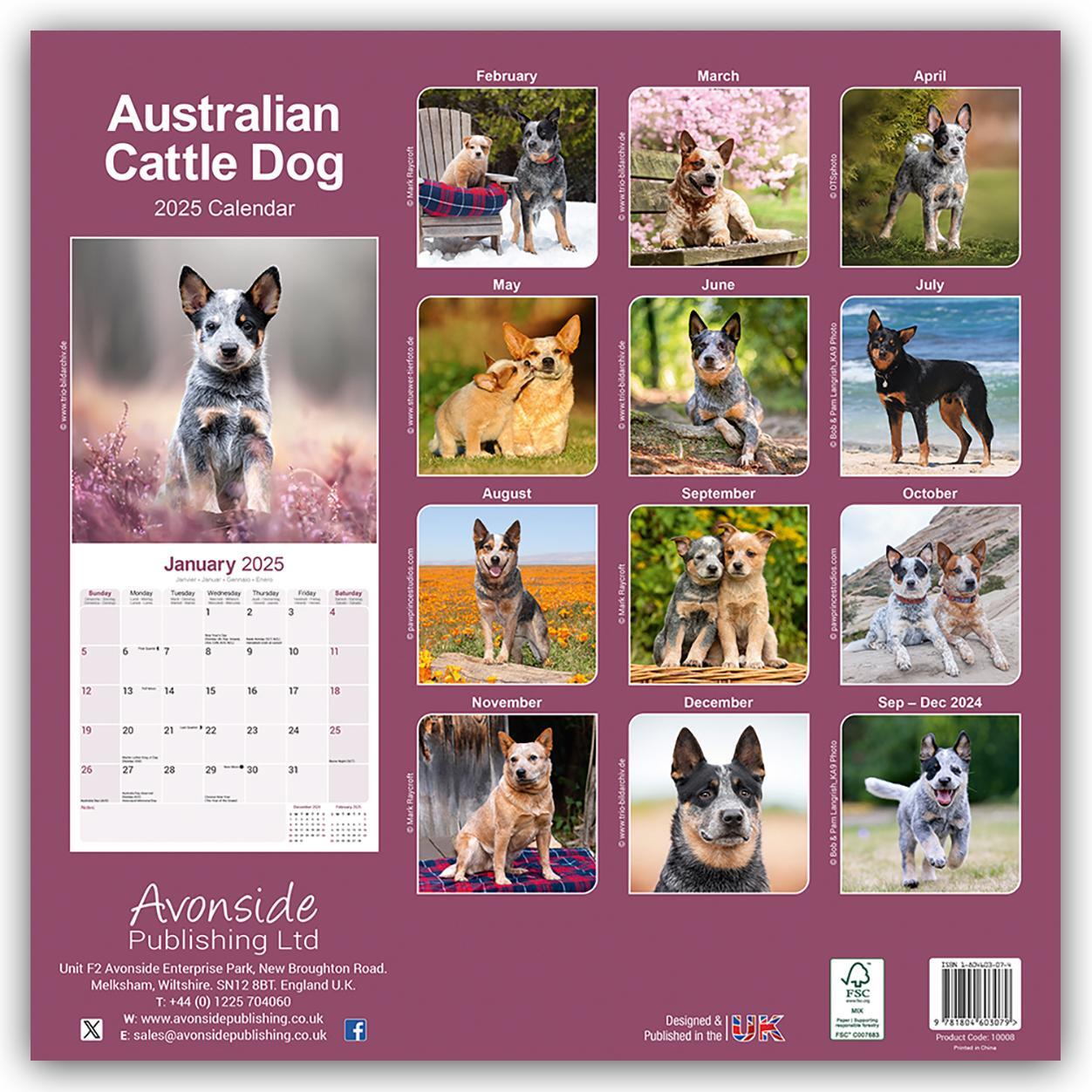 Rückseite: 9781804603079 | Australian Cattle Dog - Australische Cattle Dogs 2025 -...