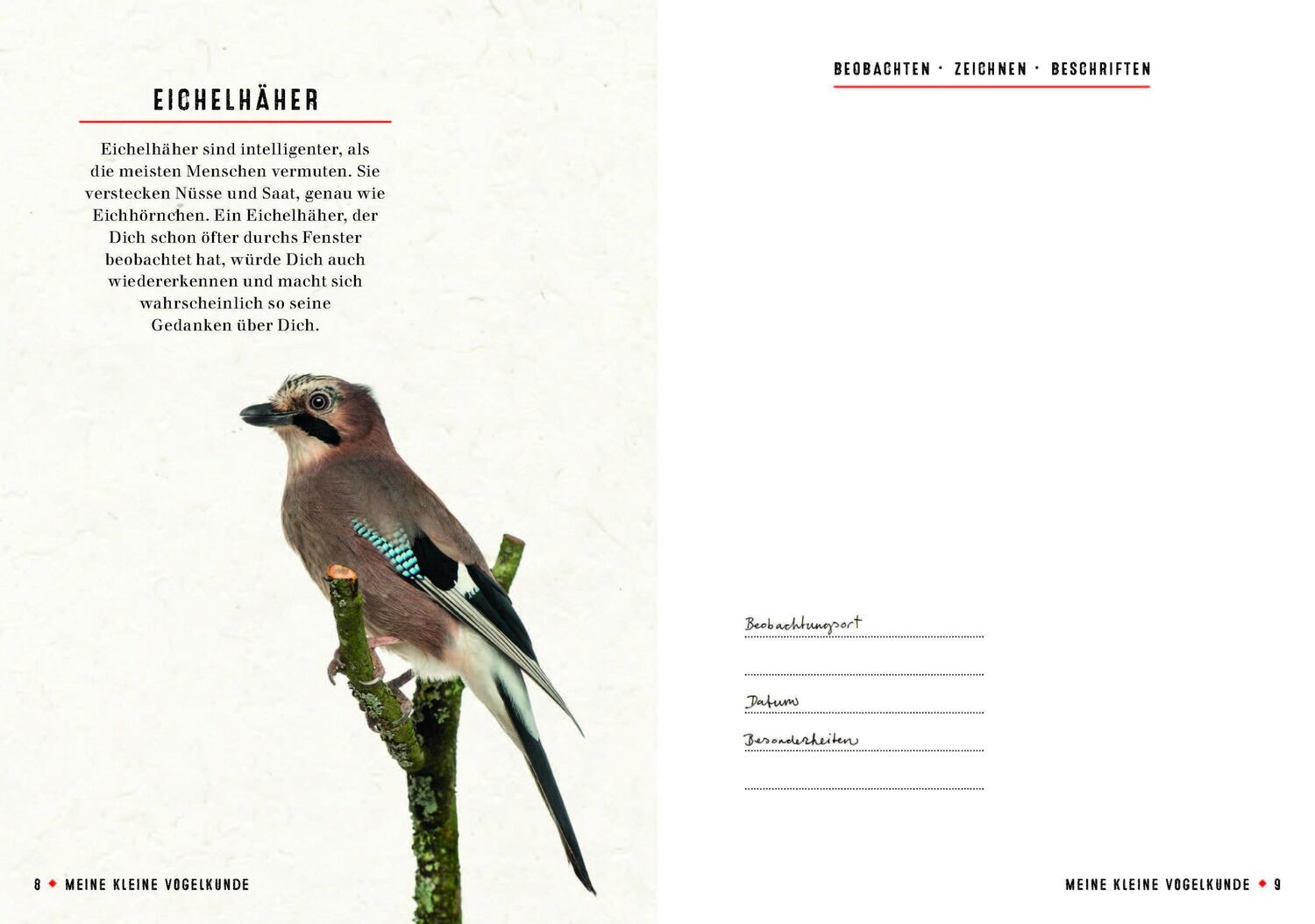 Bild: 9783959101349 | Meine kleine Vogelkunde | Gerard Janssen | Taschenbuch | 112 S. | 2018