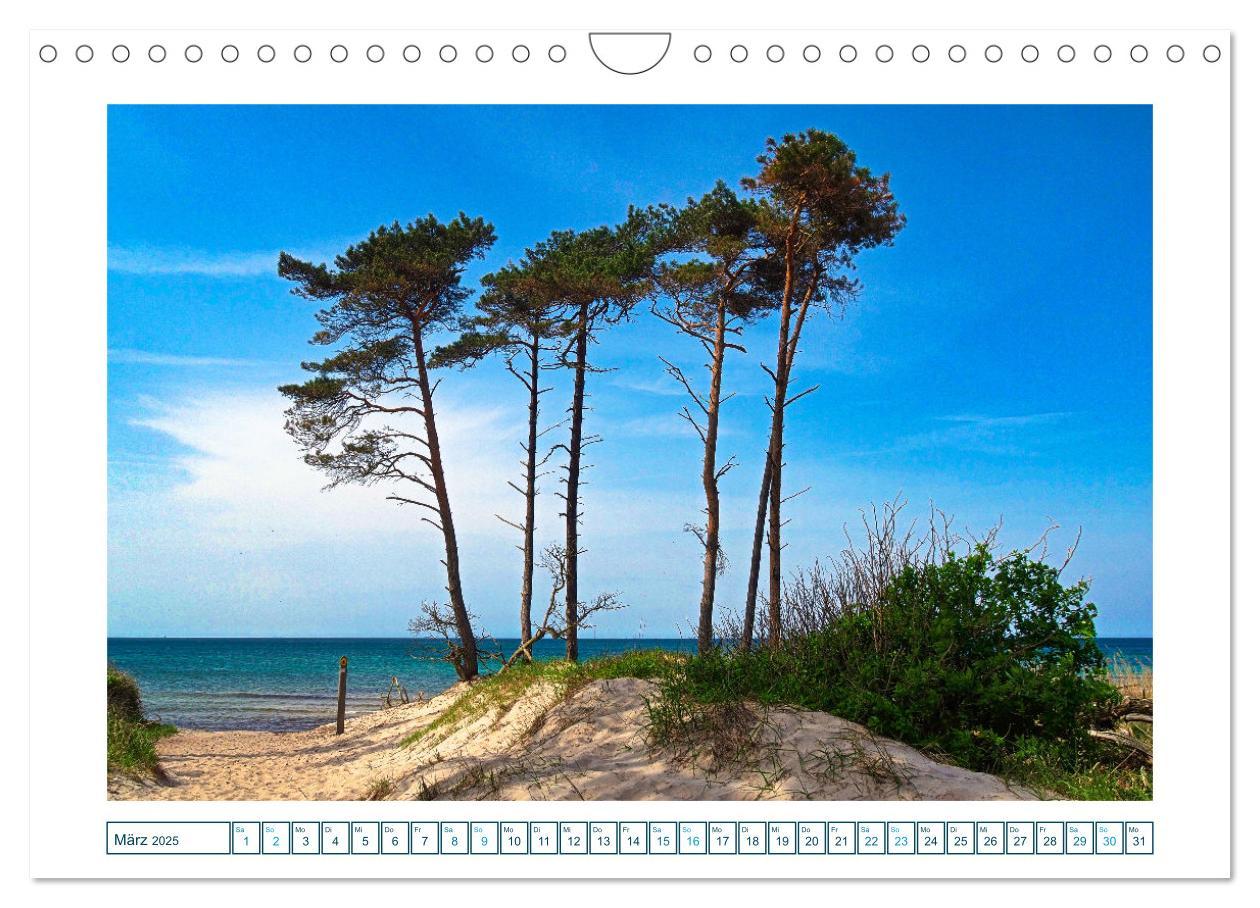 Bild: 9783457242131 | Der Weststrand am Darß (Wandkalender 2025 DIN A4 quer), CALVENDO...