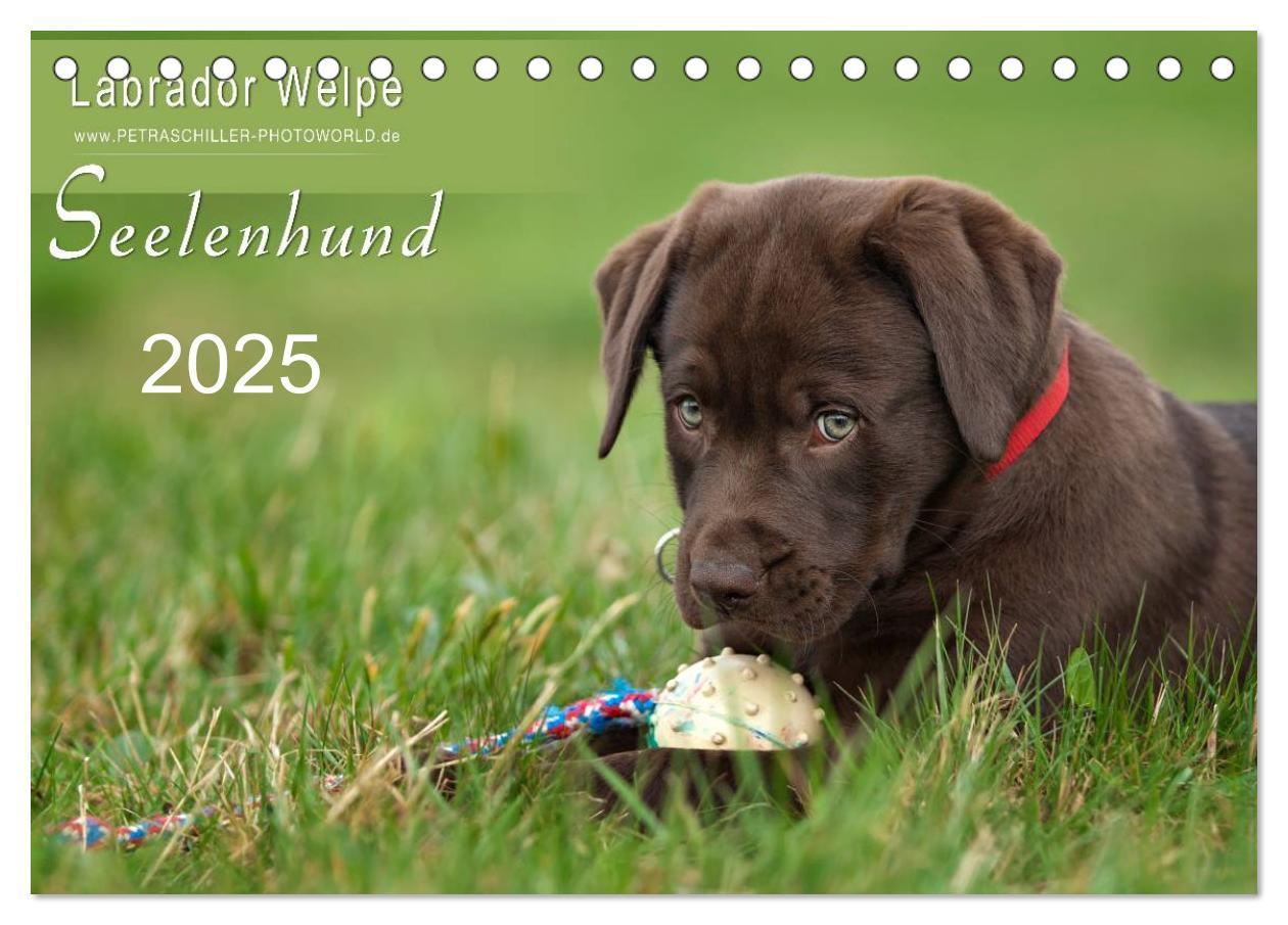 Cover: 9783435714353 | Labrador Welpe - Seelenhund (Tischkalender 2025 DIN A5 quer),...