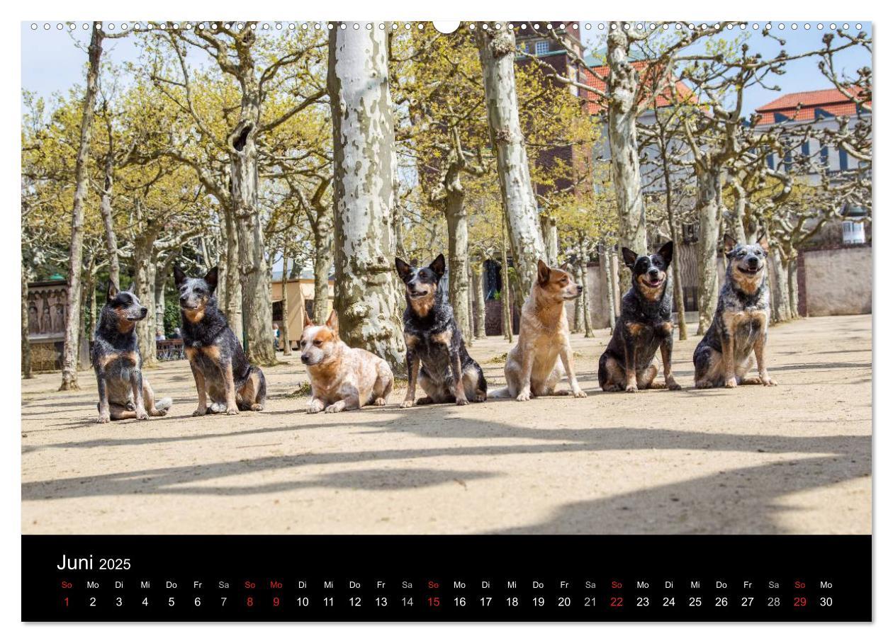 Bild: 9783435462902 | Australian Cattle Dogs zwischen Kunst und Kultur (Wandkalender 2025...