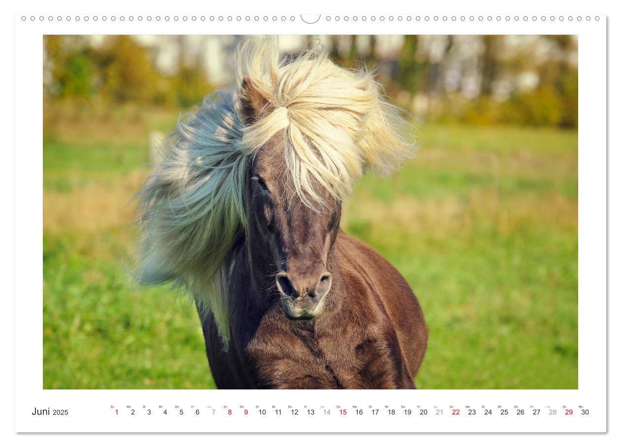 Bild: 9783435689996 | Der Pferdekalender (hochwertiger Premium Wandkalender 2025 DIN A2...