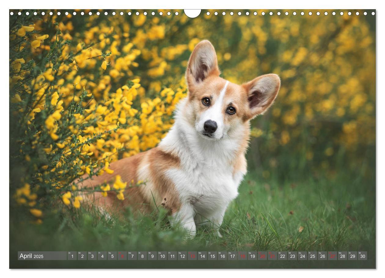 Bild: 9783435118502 | Welsh Corgi - Der Kobold unter den Hunden (Wandkalender 2025 DIN A3...