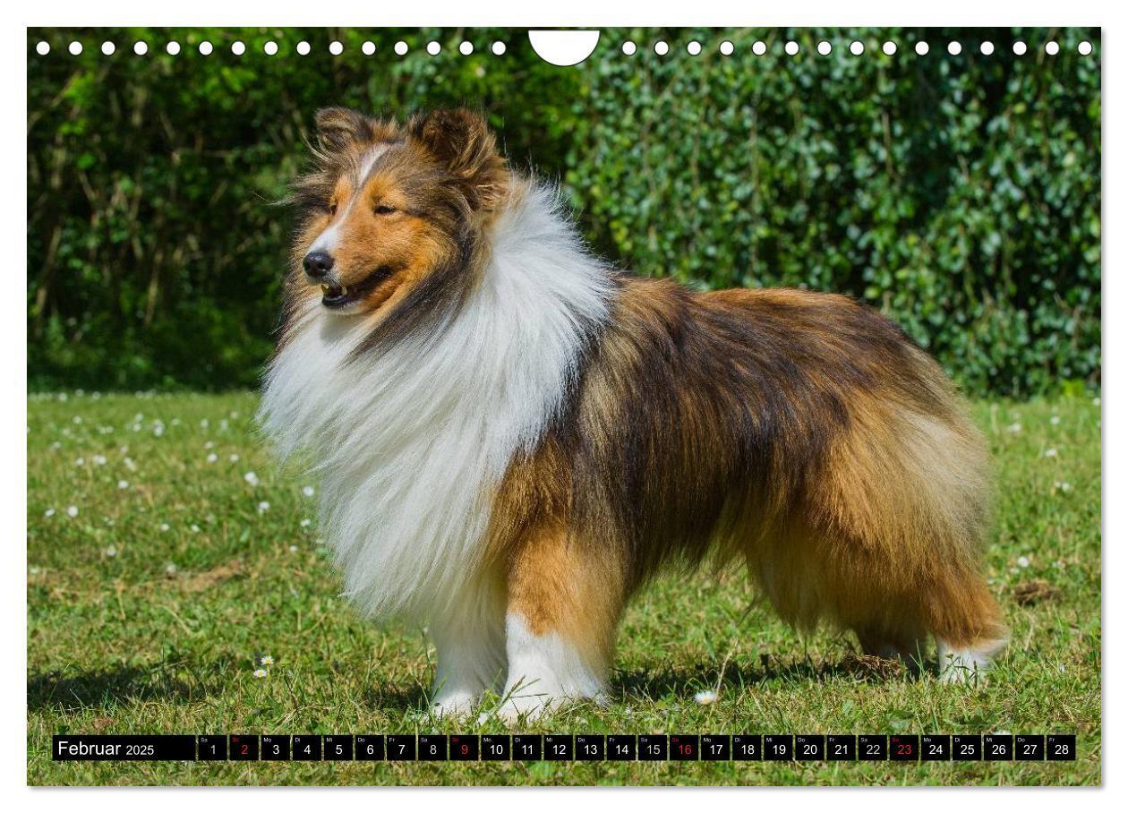 Bild: 9783435569878 | Traumhund Sheltie (Wandkalender 2025 DIN A4 quer), CALVENDO...