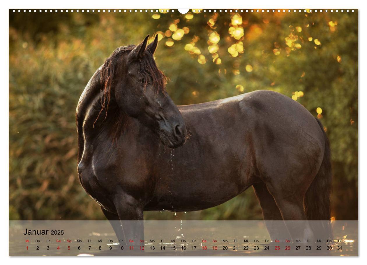 Bild: 9783435288878 | Pferdezauber 2025 (Wandkalender 2025 DIN A2 quer), CALVENDO...