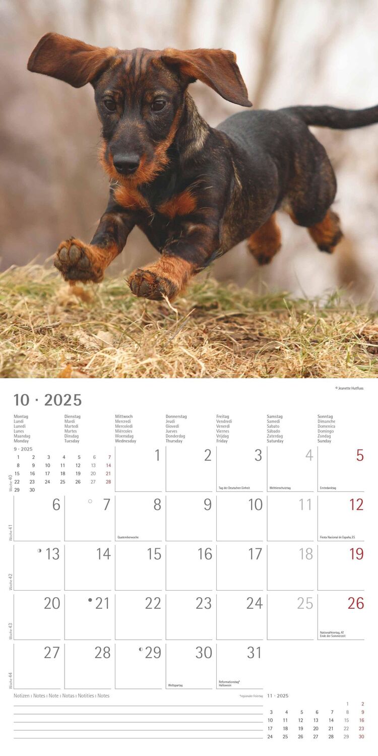 Bild: 4251732343033 | Dackel 2025 - Broschürenkalender 30x30 cm (30x60 geöffnet) -...