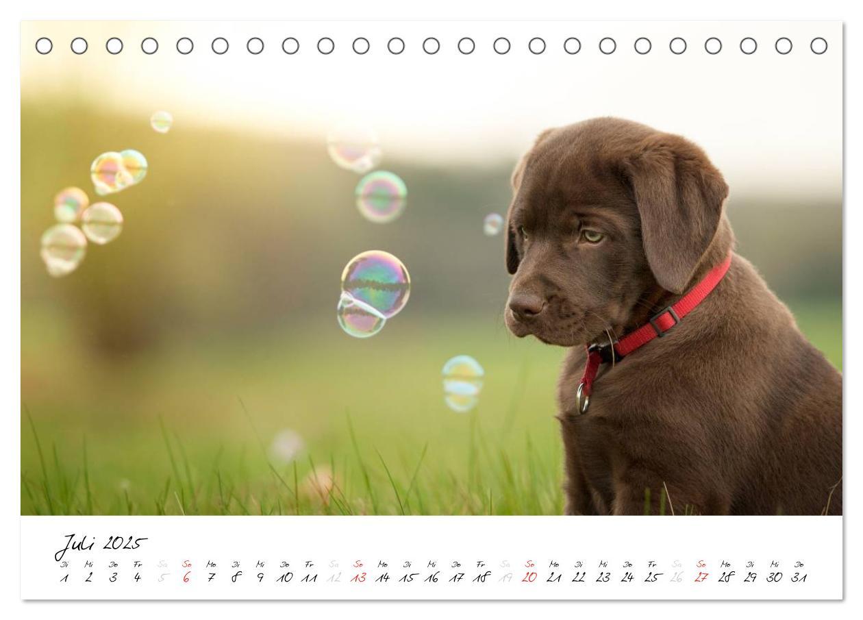 Bild: 9783435714353 | Labrador Welpe - Seelenhund (Tischkalender 2025 DIN A5 quer),...