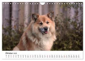 Bild: 9783383973161 | Islandhunde (Wandkalender 2025 DIN A4 quer), CALVENDO Monatskalender