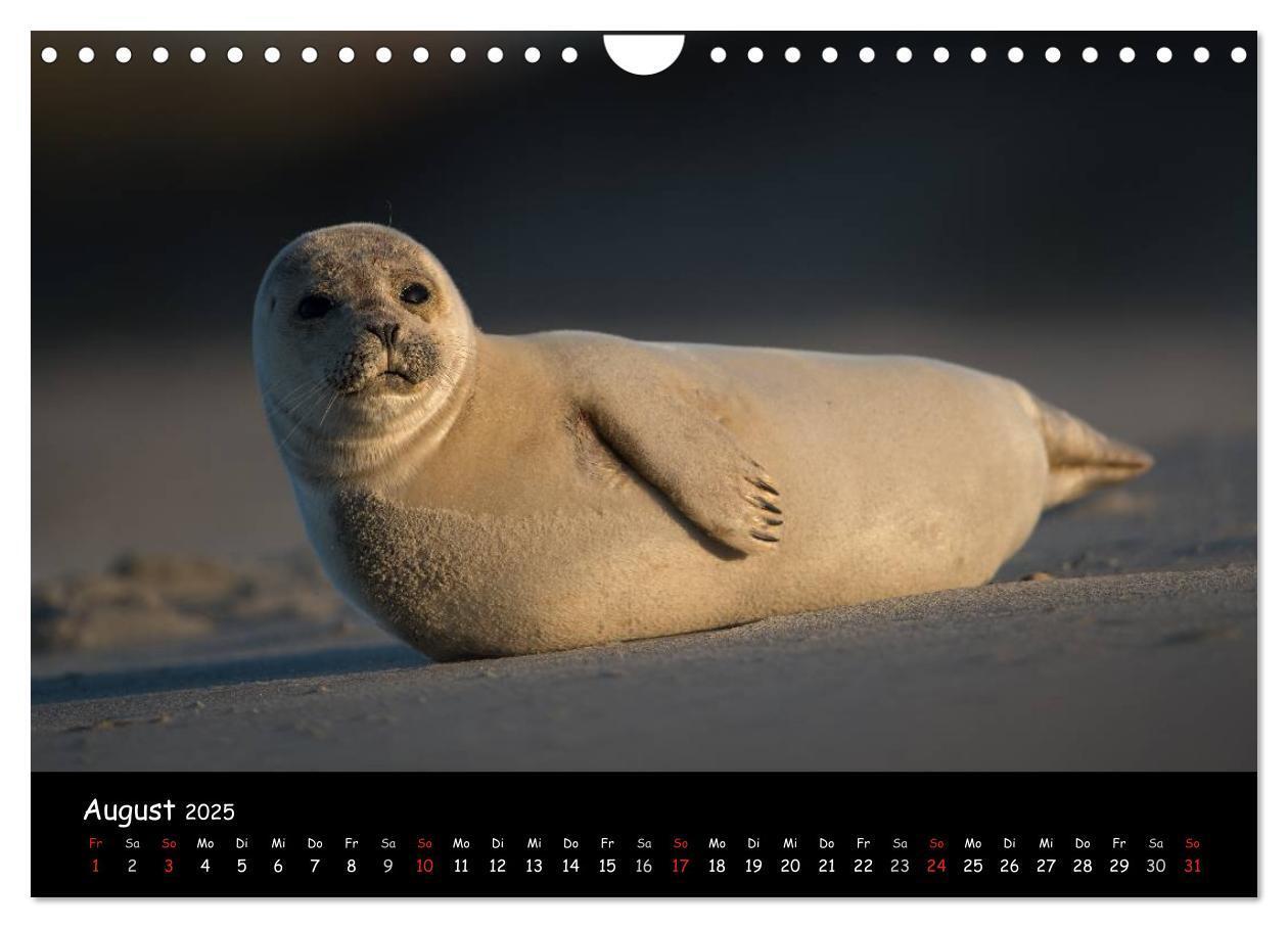 Bild: 9783435719075 | Robben auf Helgoland 2025 (Wandkalender 2025 DIN A4 quer), CALVENDO...