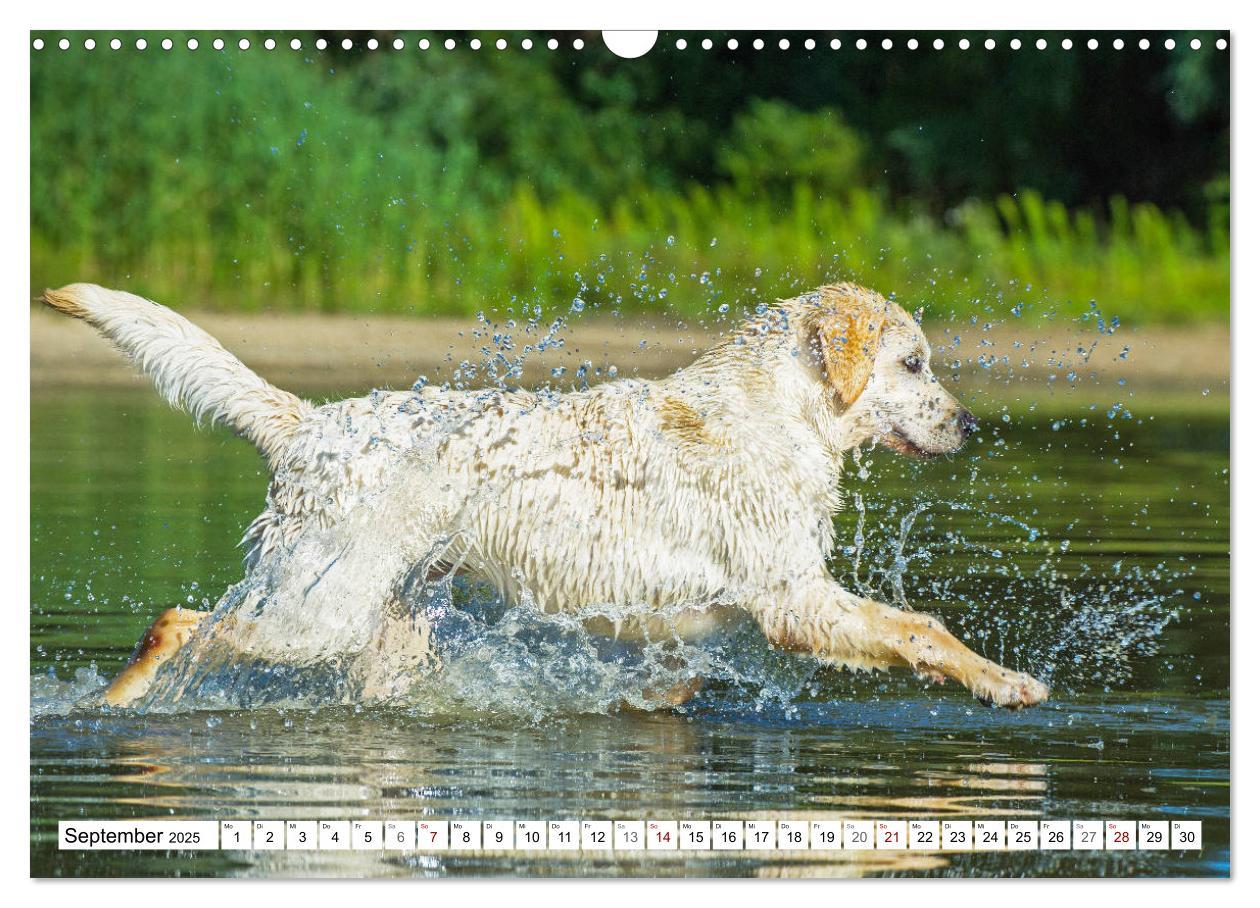 Bild: 9783435312658 | Freund auf 4 Pfoten - Labrador Retriever (Wandkalender 2025 DIN A3...