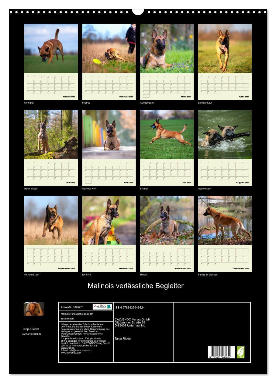 Bild: 9783435946624 | Malinois verlässliche Begleiter (Wandkalender 2025 DIN A2 hoch),...