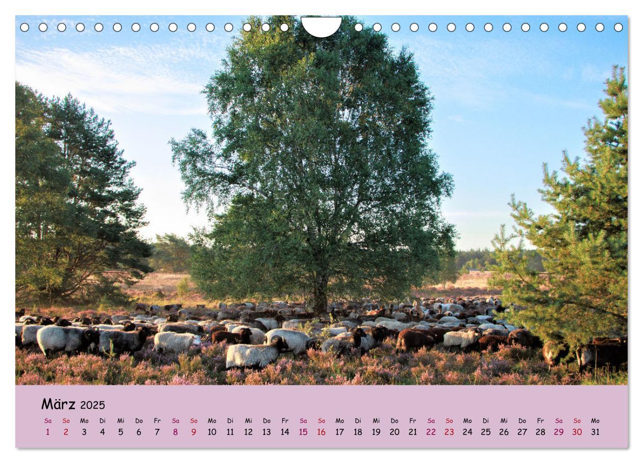 Bild: 9783435030514 | Lüneburger Heide Wege (Wandkalender 2025 DIN A4 quer), CALVENDO...