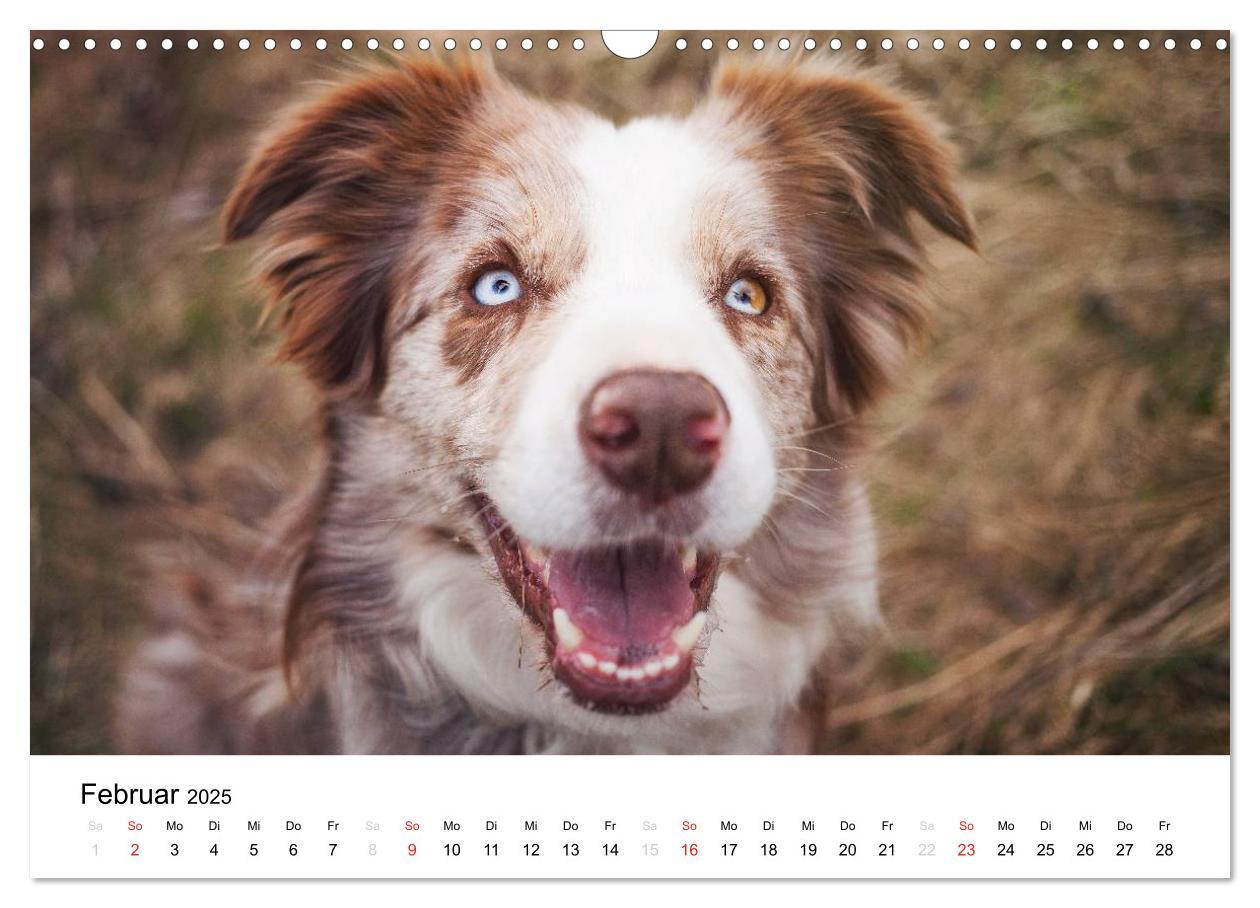 Bild: 9783435577750 | Border Collies 2025 (Wandkalender 2025 DIN A3 quer), CALVENDO...