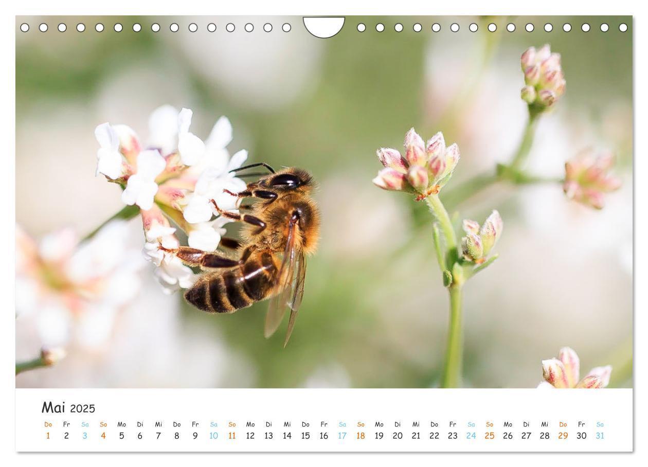 Bild: 9783435052127 | Bee Beautiful - Die phantastische Welt der Bienen (Wandkalender...