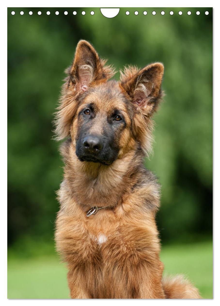 Bild: 9783457001493 | Schäferhunde Langstockhaar zum verlieben (Wandkalender 2025 DIN A4...