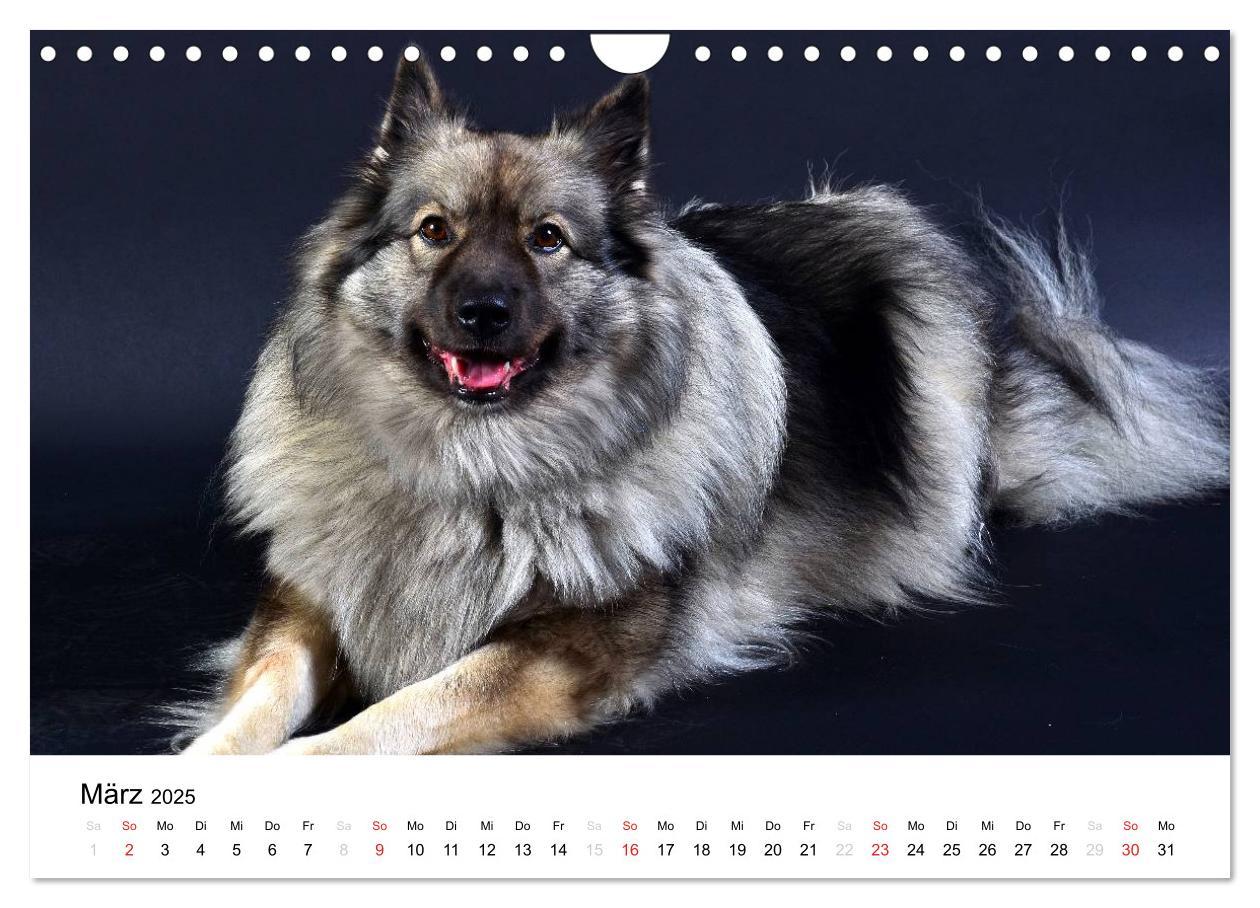 Bild: 9783435805457 | Der Wolfsspitz (Wandkalender 2025 DIN A4 quer), CALVENDO...