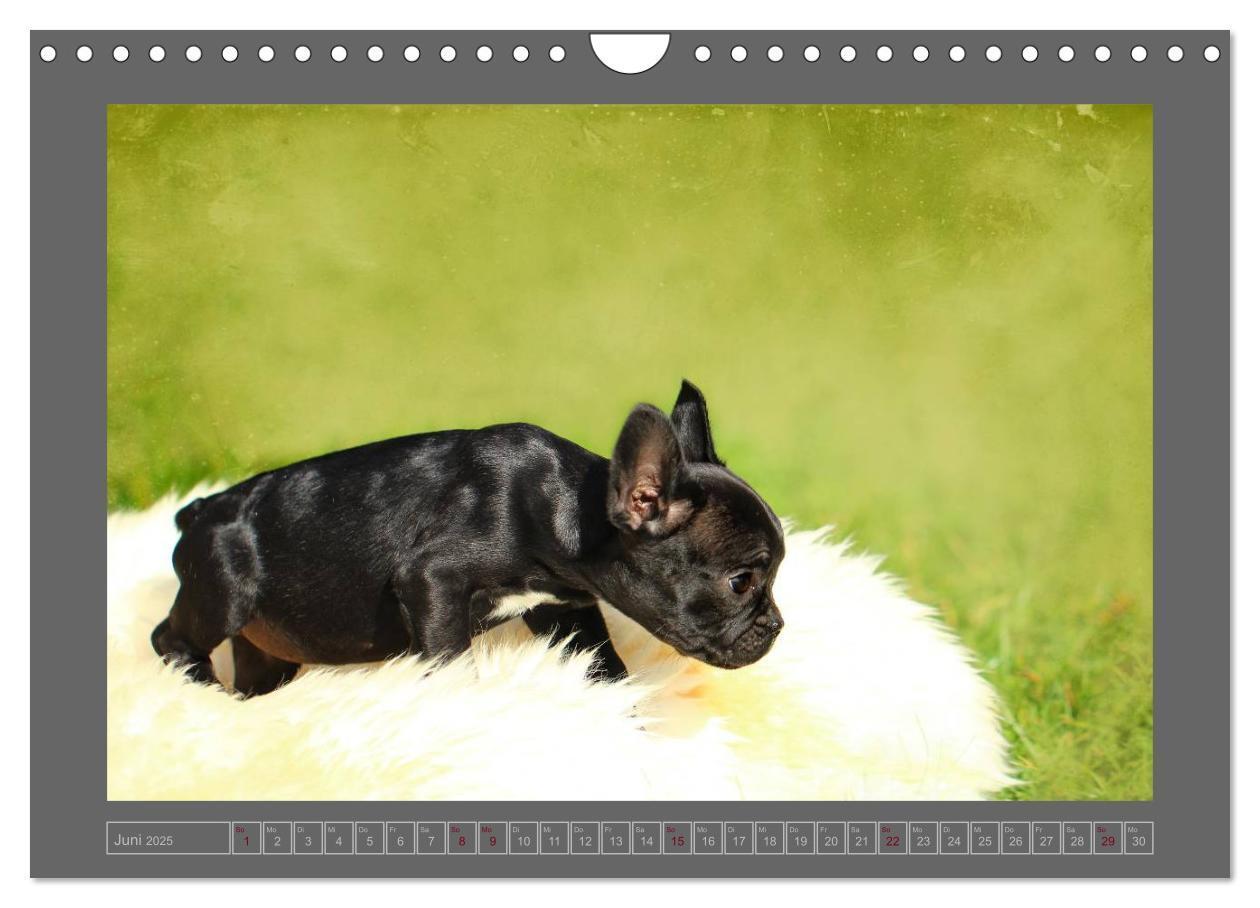 Bild: 9783435840908 | Französische Bulldoggen (Wandkalender 2025 DIN A4 quer), CALVENDO...