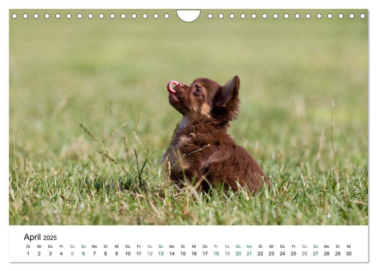 Bild: 9783435772810 | Chihuahuas - kleine Herzensbrecher (Wandkalender 2025 DIN A4 quer),...