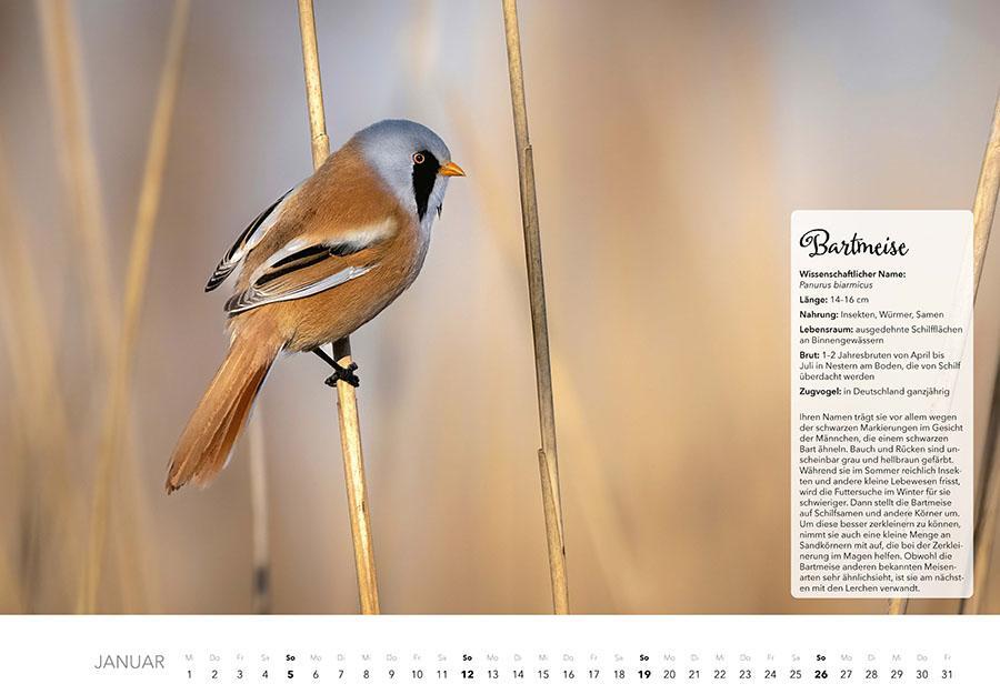 Bild: 9783966648370 | Unsere Gartenvögel Kalender 2025 | Kalender | 14 S. | Deutsch | 2025