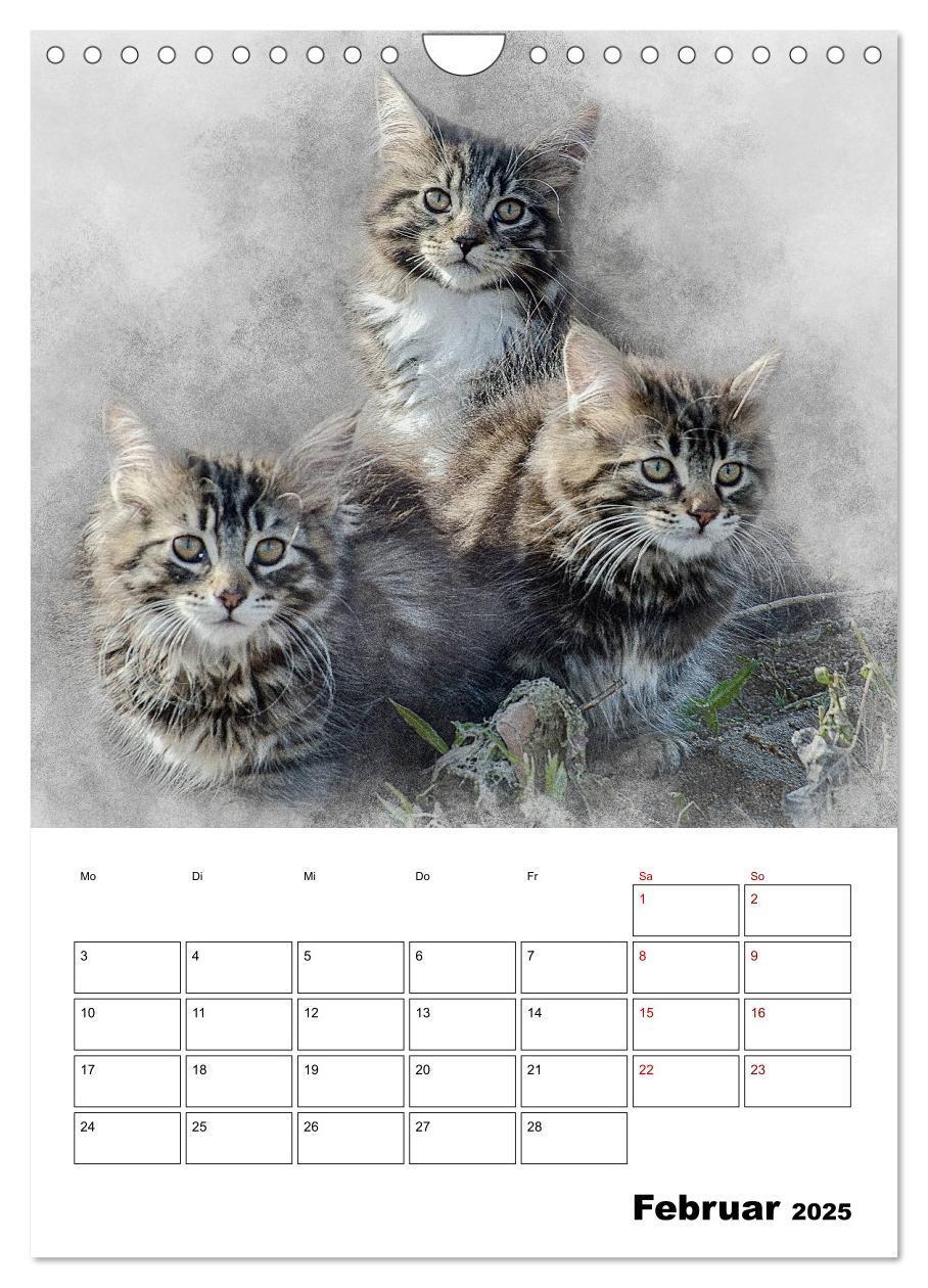 Bild: 9783435975365 | Maine Coon Katzen (Wandkalender 2025 DIN A4 hoch), CALVENDO...