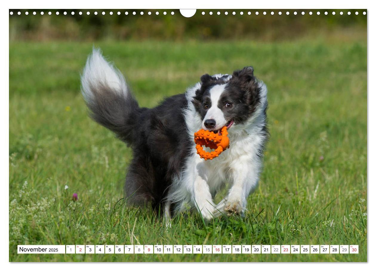 Bild: 9783435256860 | Traumhund Border Collie (Wandkalender 2025 DIN A3 quer), CALVENDO...