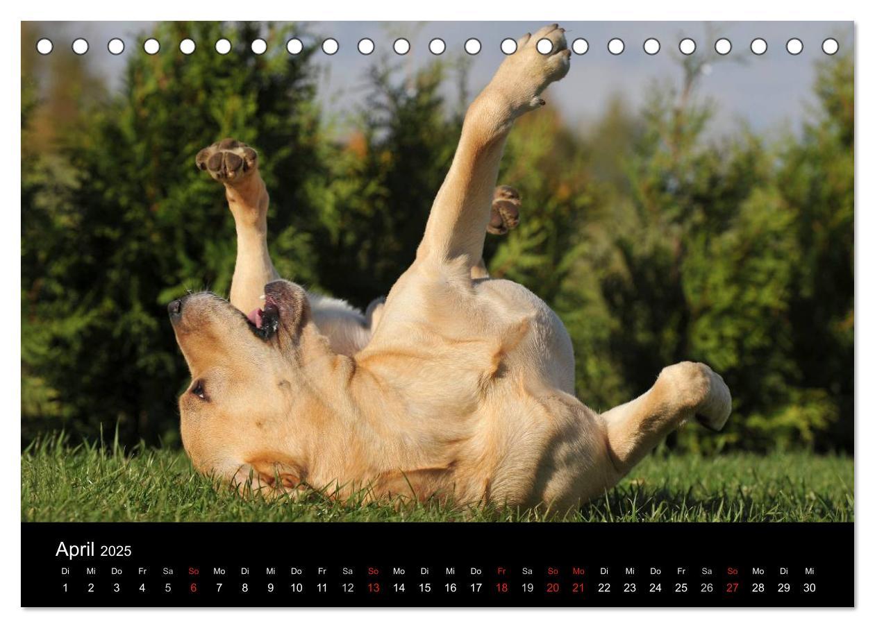 Bild: 9783435760510 | Labrador Retriever 2025 (Tischkalender 2025 DIN A5 quer), CALVENDO...