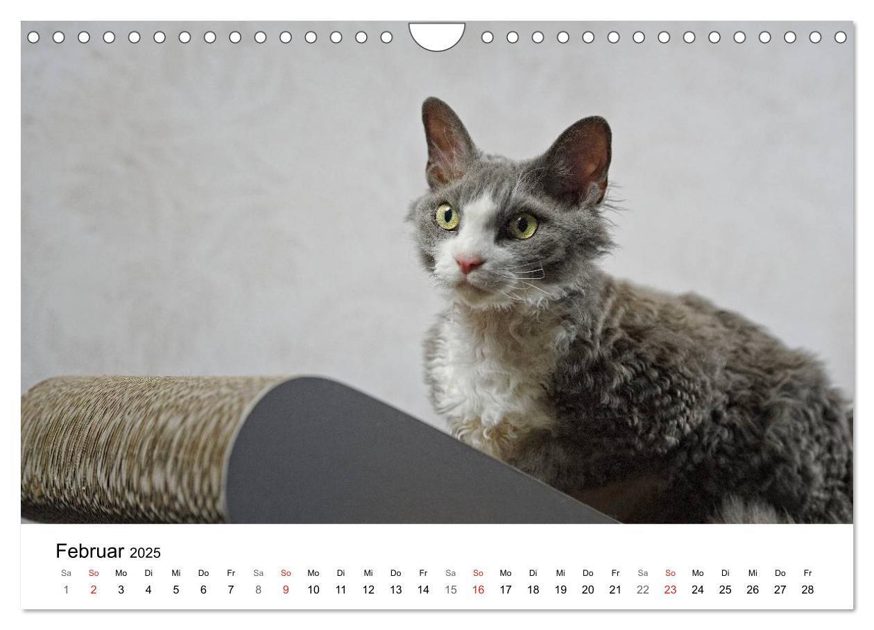 Bild: 9783435727605 | Rassekatzen 2025 (Wandkalender 2025 DIN A4 quer), CALVENDO...