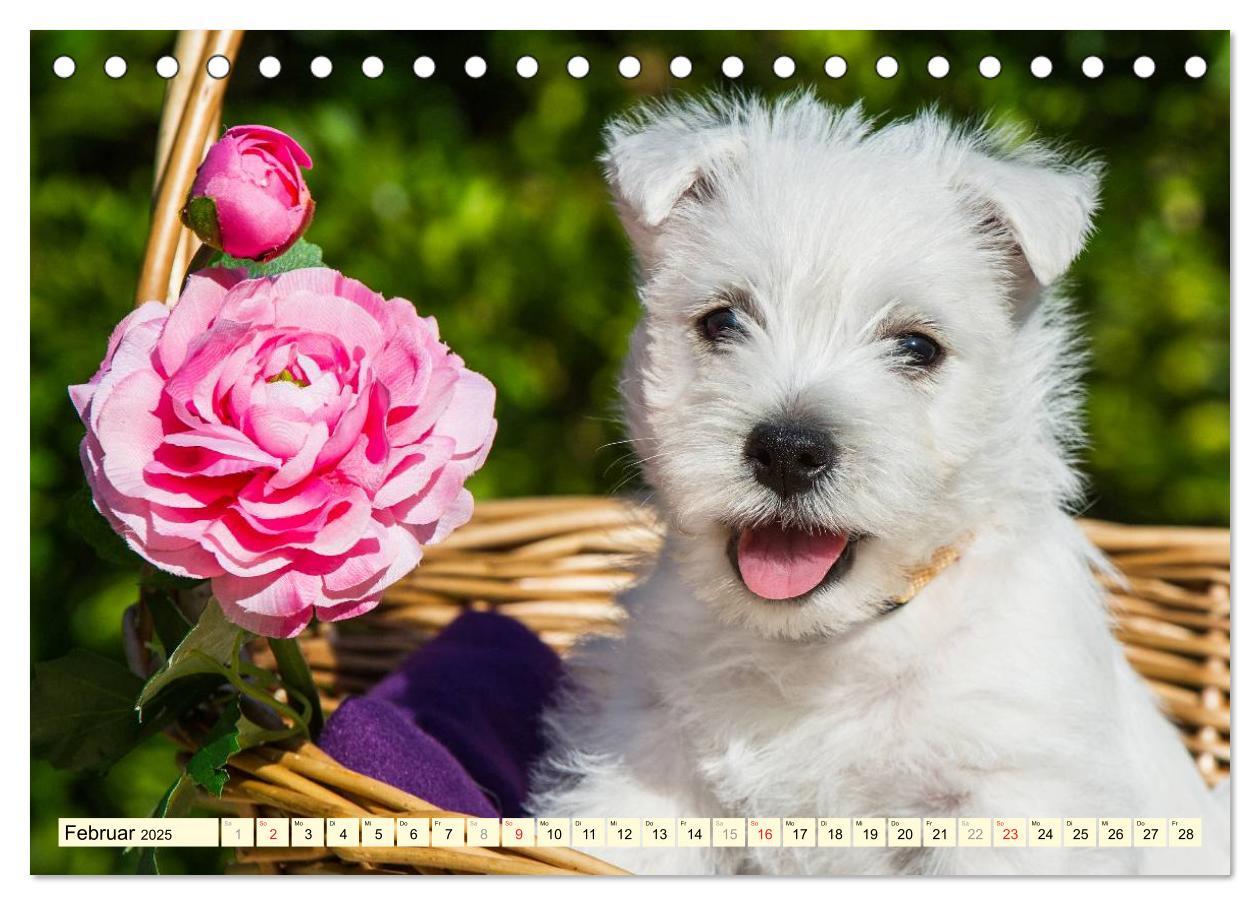 Bild: 9783435461714 | Kobold auf 4 Pfoten - West Highland White Terrier (Tischkalender...