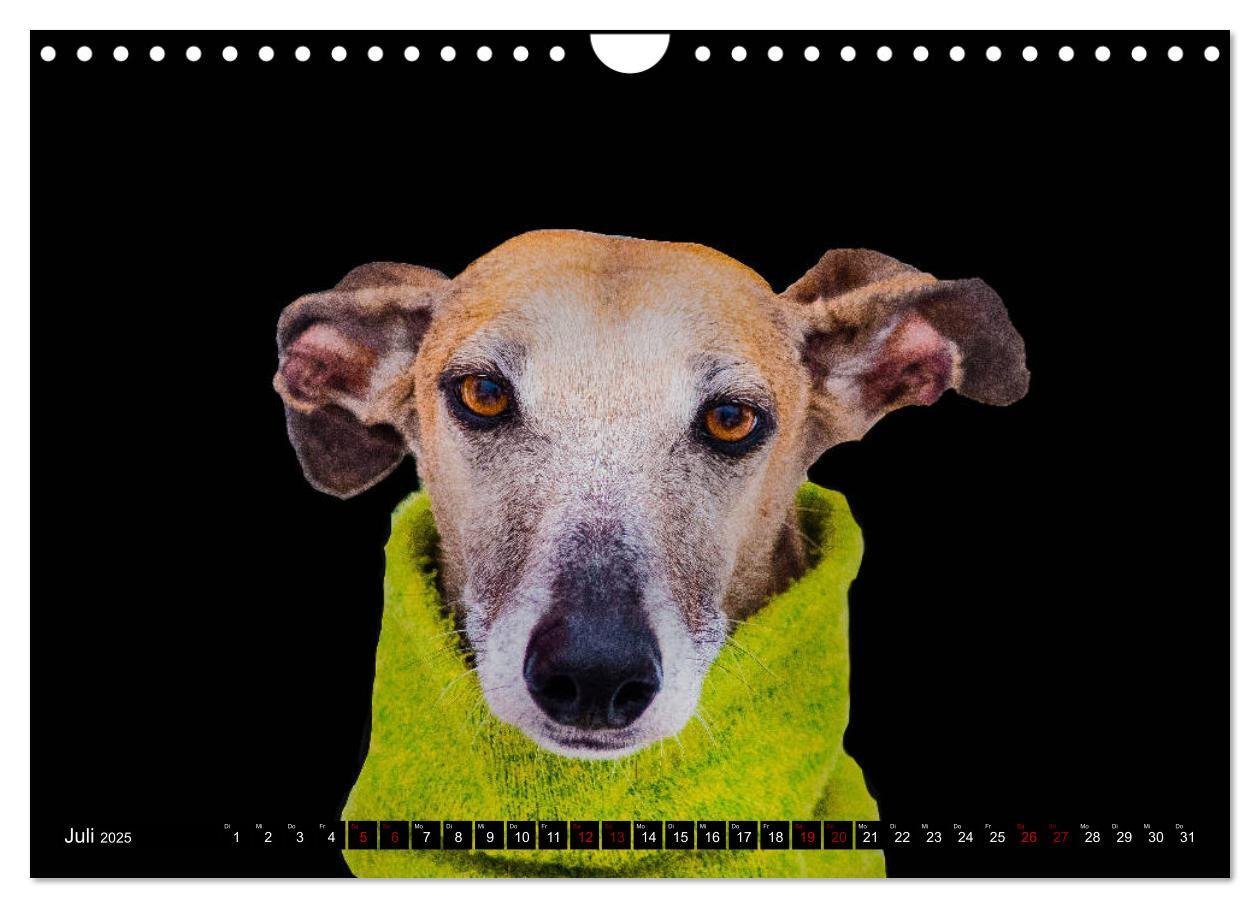 Bild: 9783435326280 | Windhunde - eine Leidenschaft (Wandkalender 2025 DIN A4 quer),...