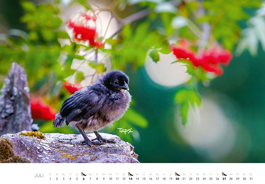 Bild: 9783966648349 | Tierkinder auf dem Bauernhof Kalender 2025 | J.-L. Klein (u. a.)