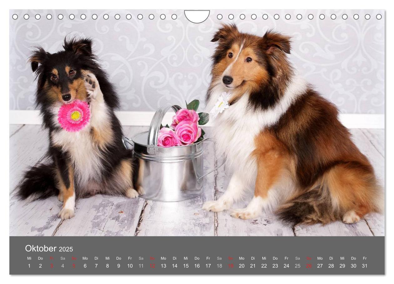 Bild: 9783435732166 | Shelties : Charmeure auf 4 Pfoten (Wandkalender 2025 DIN A4 quer),...