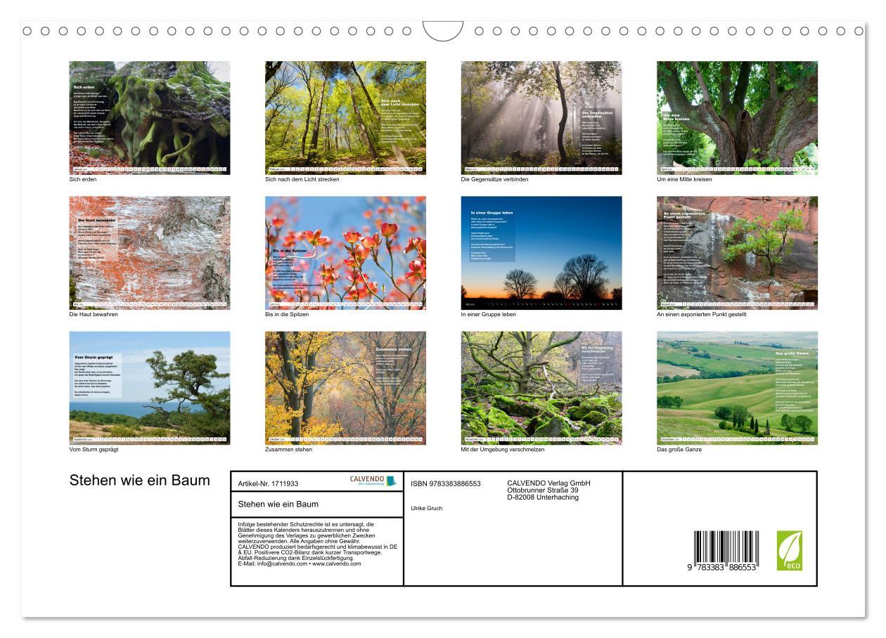 Bild: 9783383886553 | Stehen wie ein Baum (Wandkalender 2025 DIN A3 quer), CALVENDO...