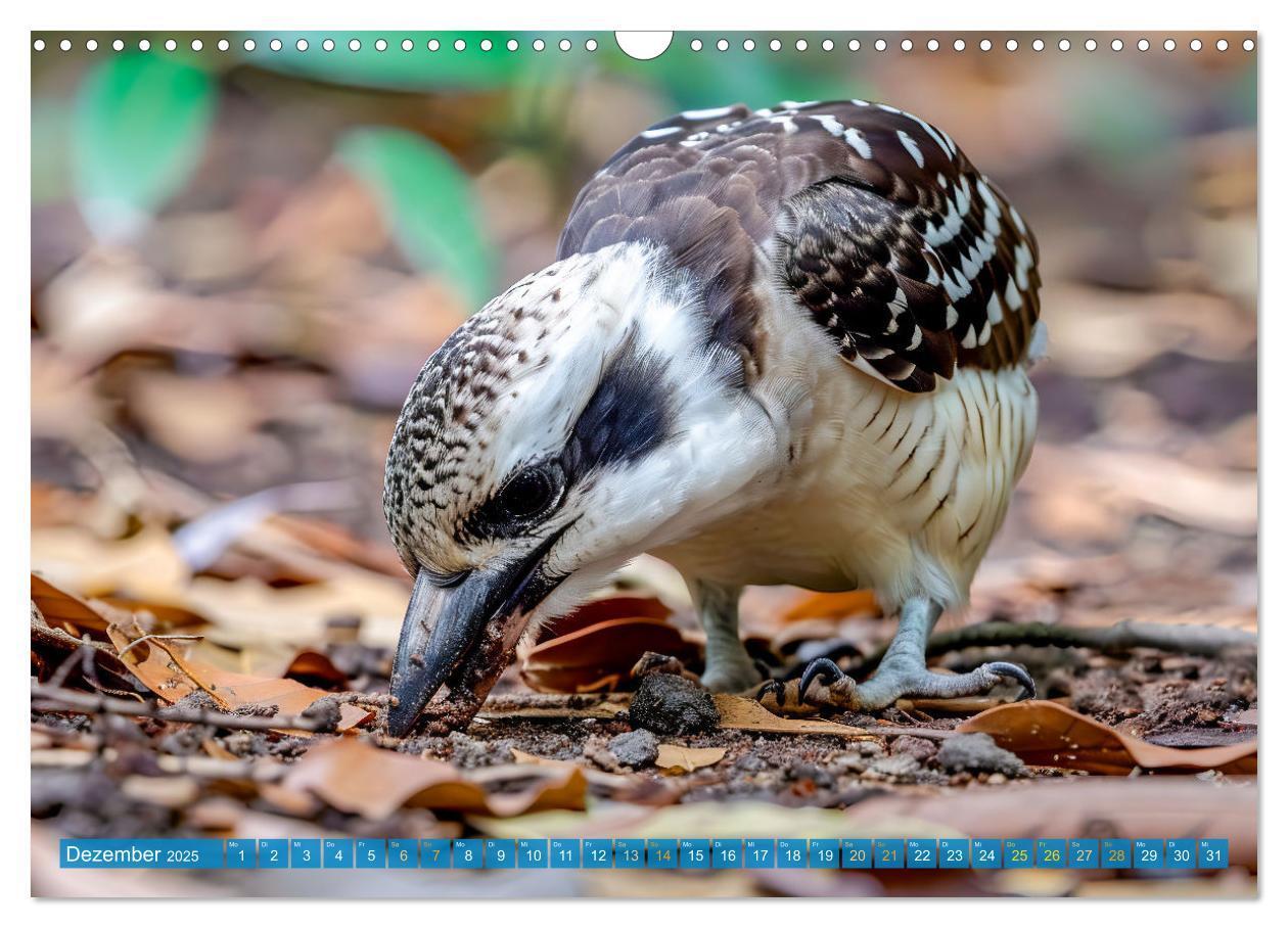 Bild: 9783383777899 | Der Kookaburra - Im australischen Busch mit dem lachenden Hans...