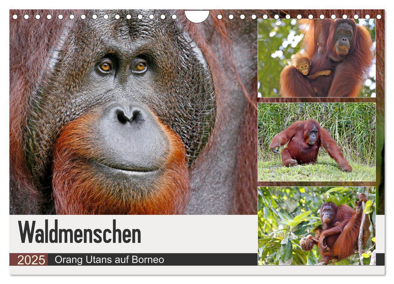 Cover: 9783435361915 | Waldmenschen - Orang Utans auf Borneo (Wandkalender 2025 DIN A4...