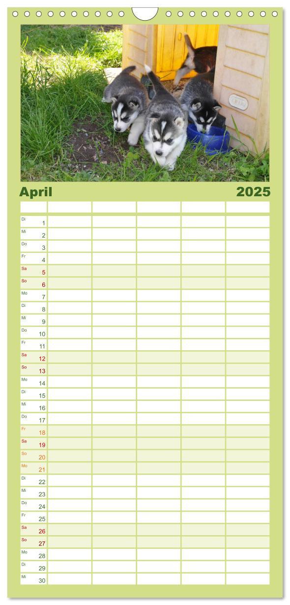 Bild: 9783457109922 | Familienplaner 2025 - Husky Welpen mit 5 Spalten (Wandkalender, 21...