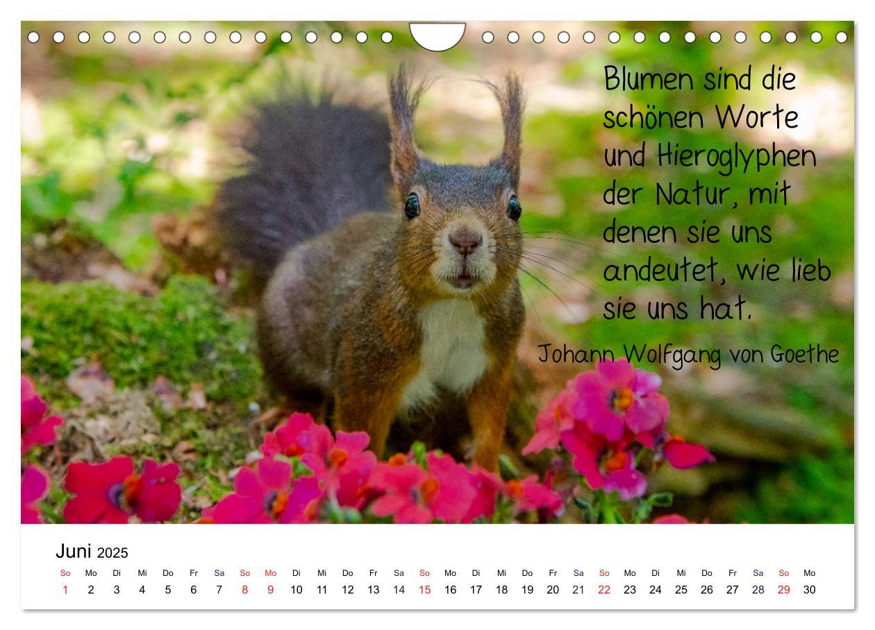 Bild: 9783435434244 | Der literarische Eichhörnchen-Kalender (Wandkalender 2025 DIN A4...