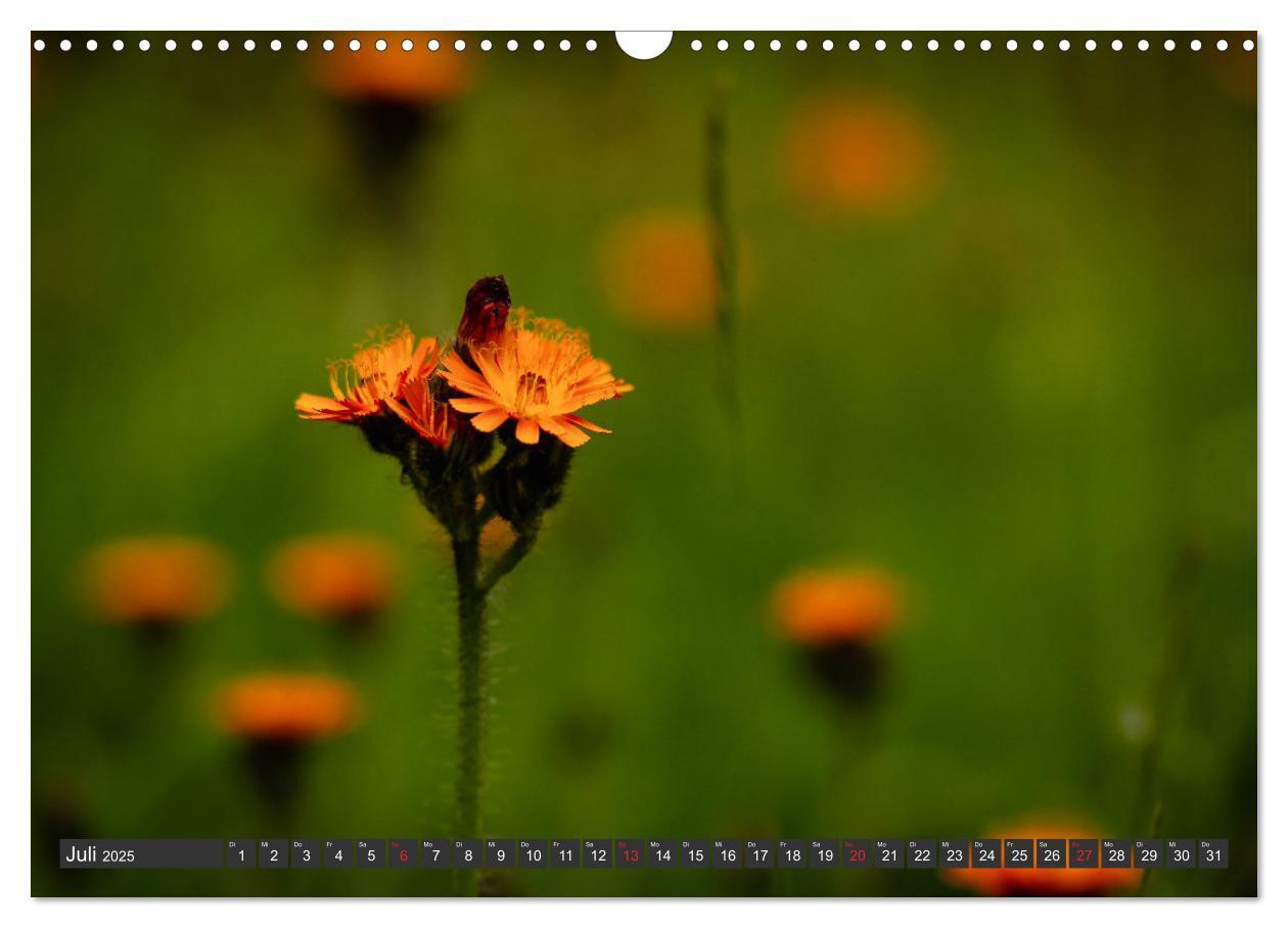 Bild: 9783383999376 | Makrowelt - Blumen und Insekten im Fokus (Wandkalender 2025 DIN A3...