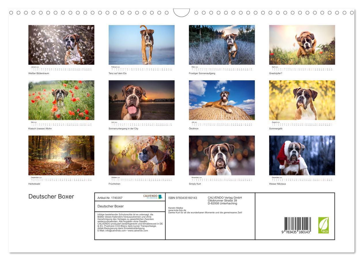 Bild: 9783435160143 | Deutscher Boxer (Wandkalender 2025 DIN A3 quer), CALVENDO...