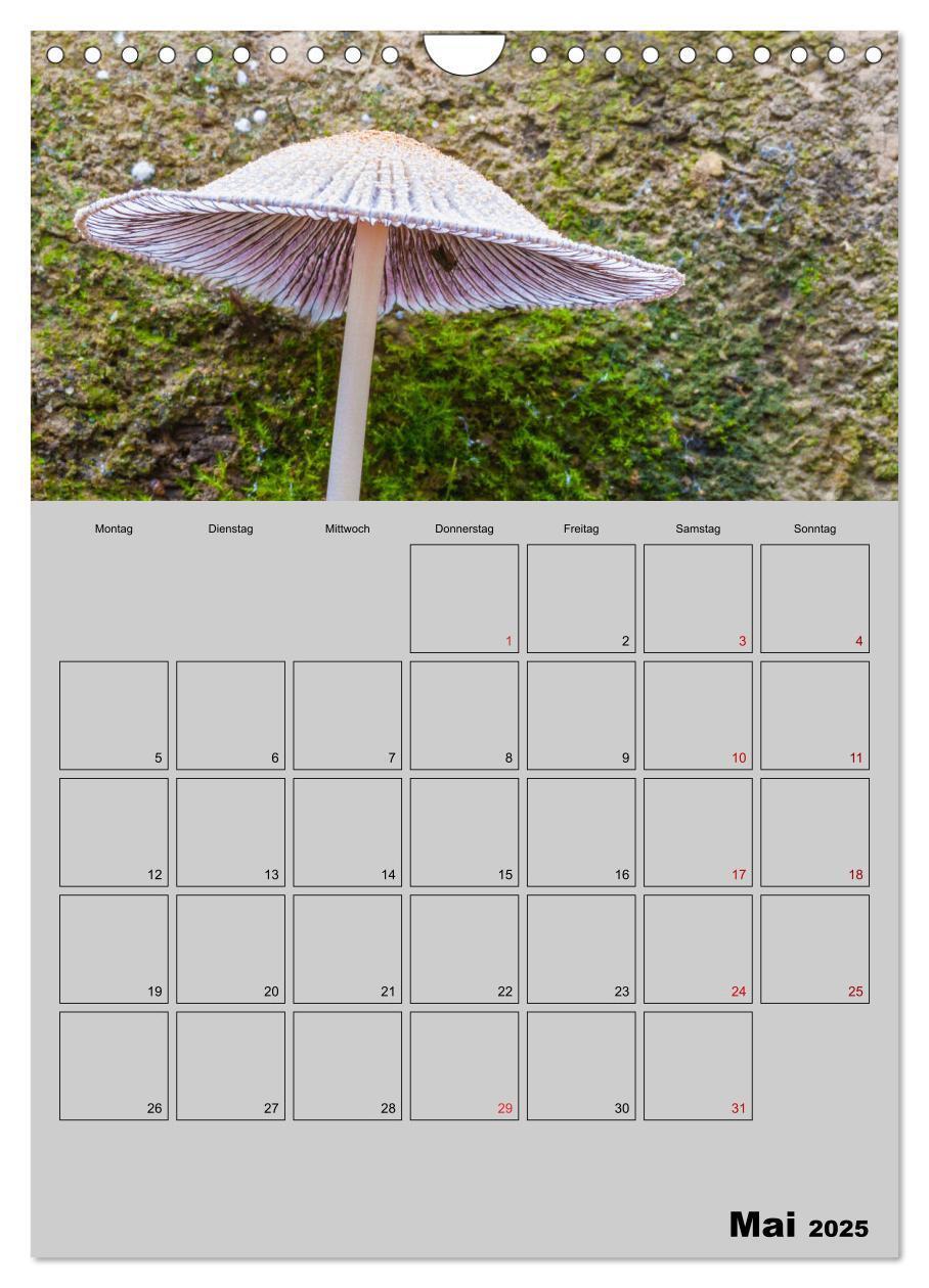 Bild: 9783435943791 | Quer durch die Pilze (Wandkalender 2025 DIN A4 hoch), CALVENDO...