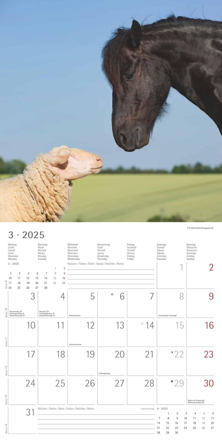 Bild: 4251732340780 | Tierfreundschaften 2025 - Broschürenkalender 30x30 cm (30x60...